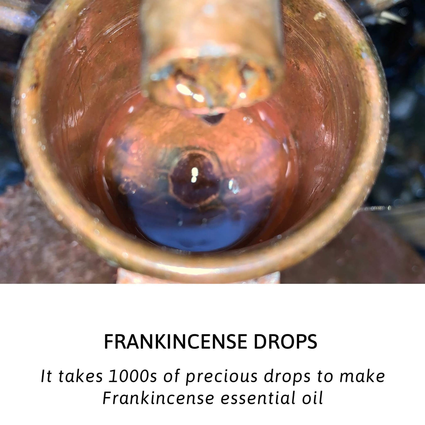 Frankincense Essential Oil kotanical