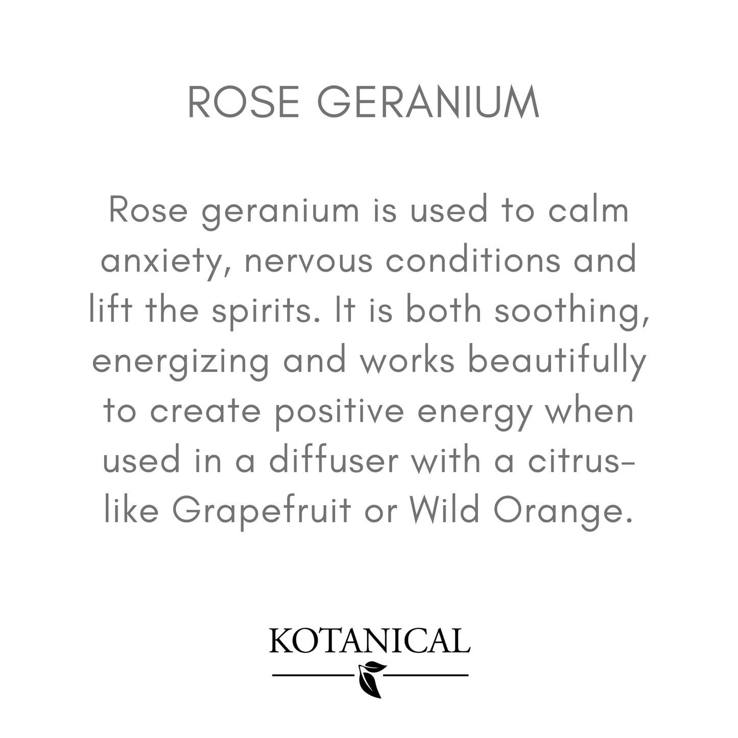 Rose Geranium Essential Oil essential oil kotanical